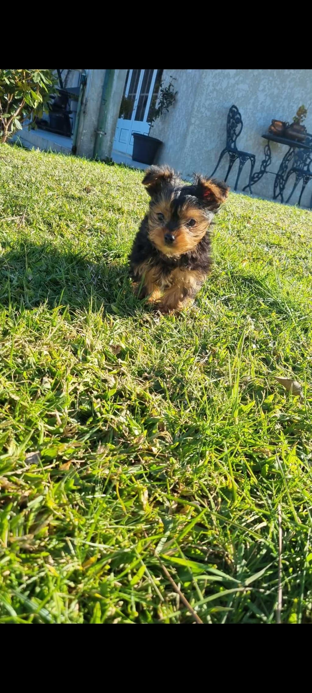 Yorkshire Terrier