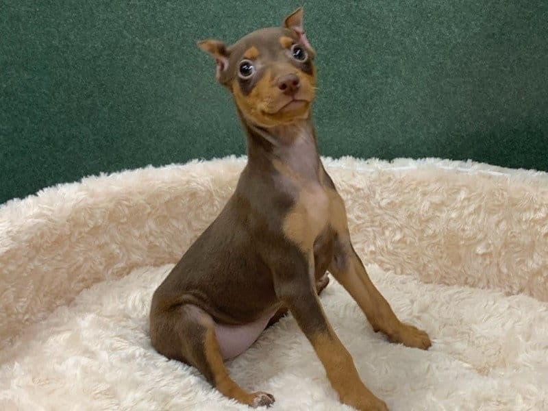 Royal Sublime Pinscher