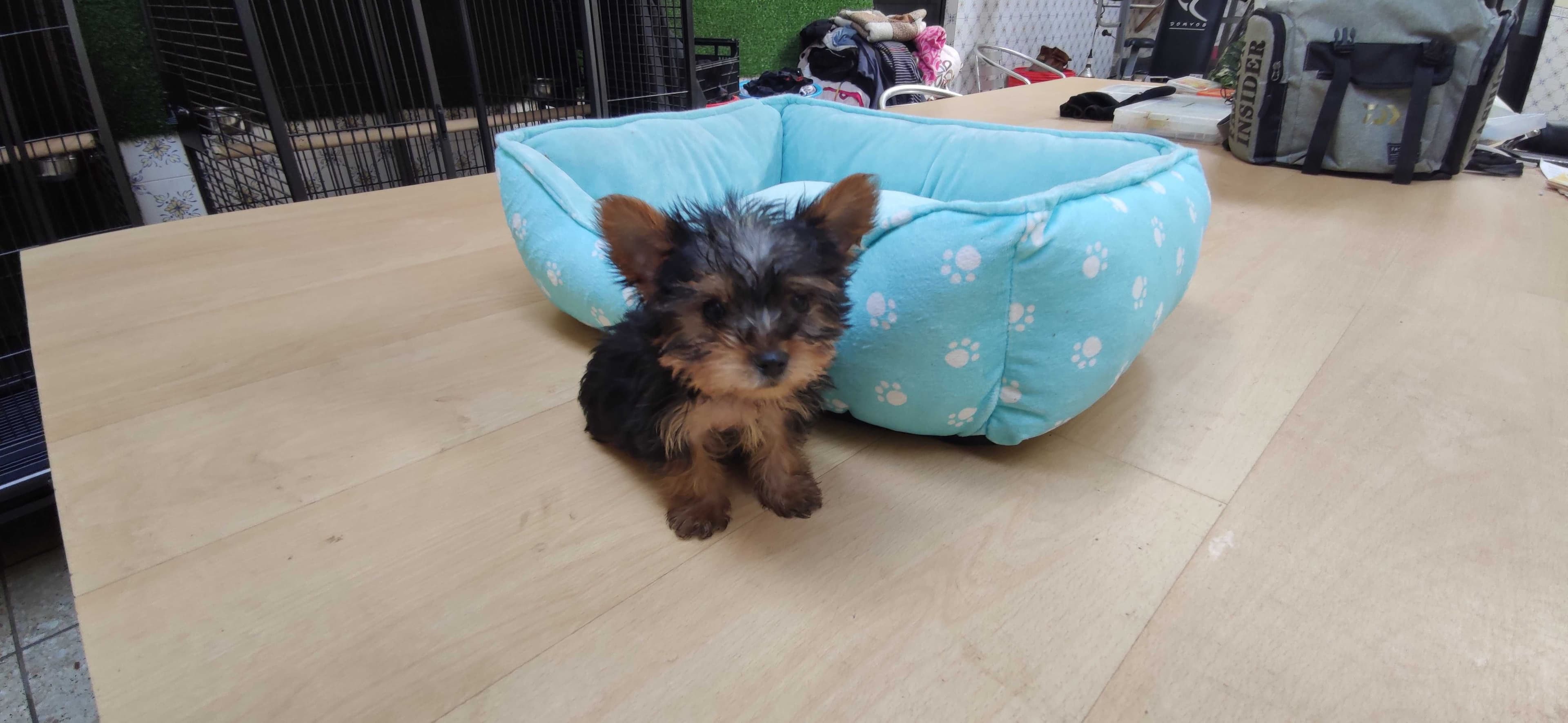 yorkshire terrier Mini disponível para entrega imediata existe a pos