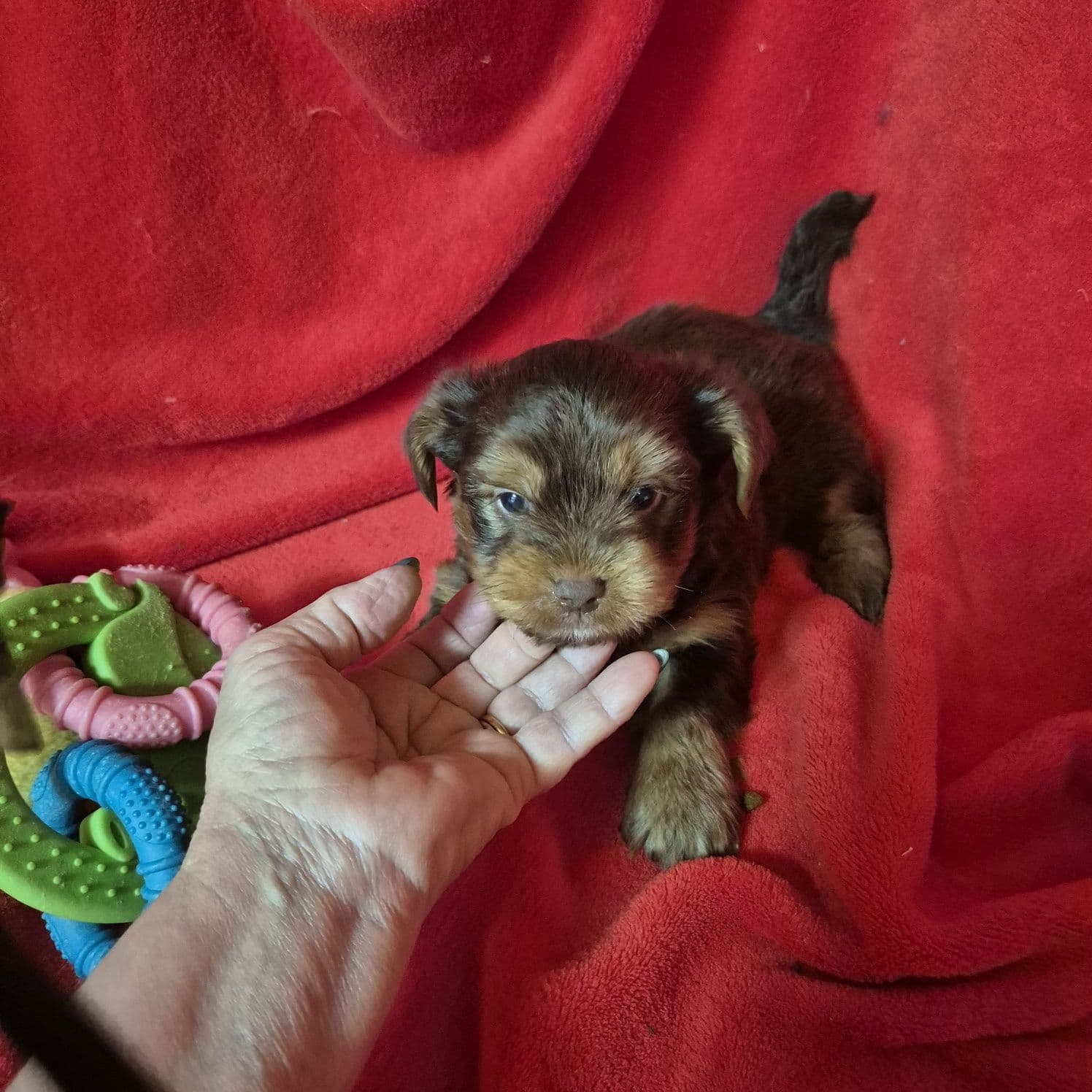 Biewer Terrier Chocolate Tan Criadora Registada PT 3088 FL