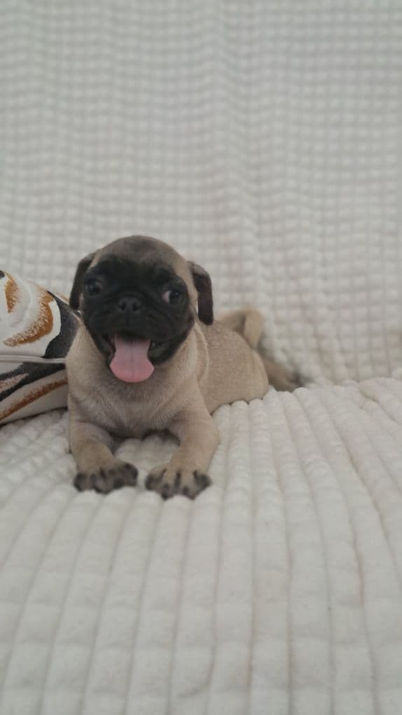 Pug  carlin  fantastico