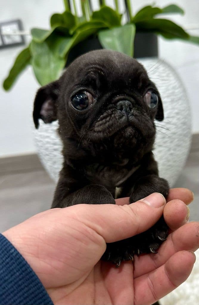 Pug carlin  exelente linhagem  menina