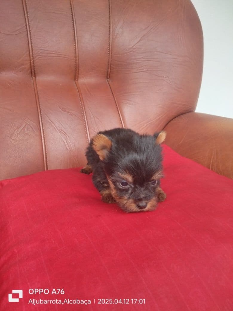Yorkshire Terrier ( fêmea) miniatura