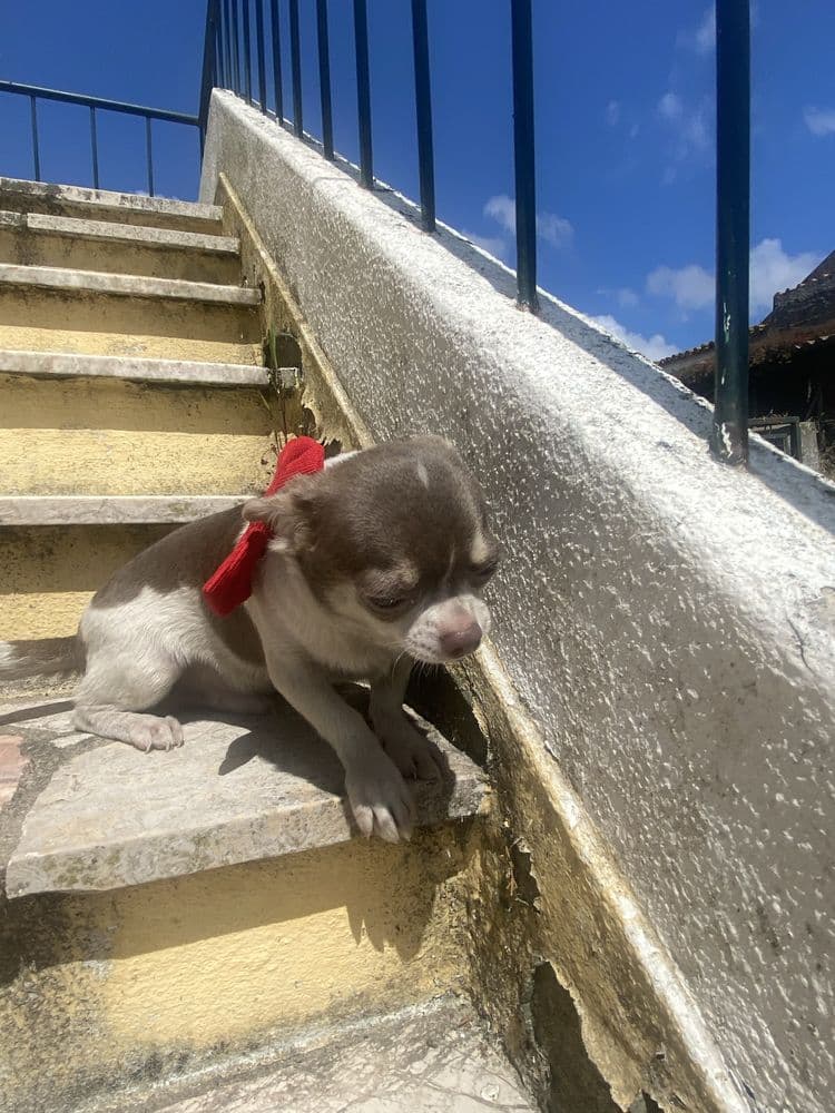 Chihuahua  macho exotico