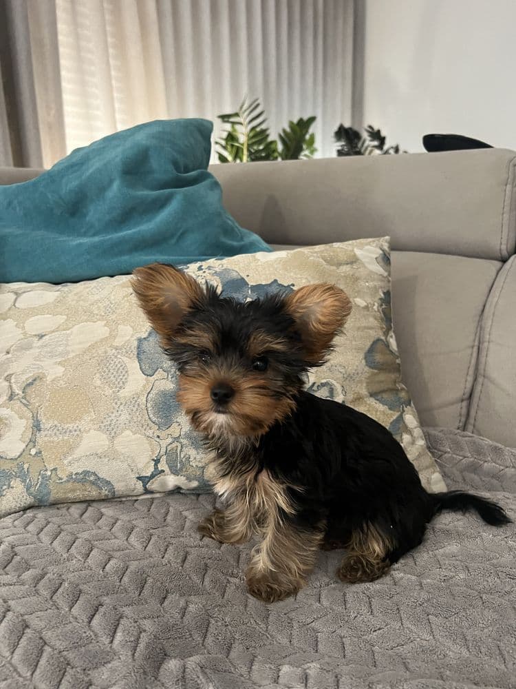 Yorkshire Terrier Mini