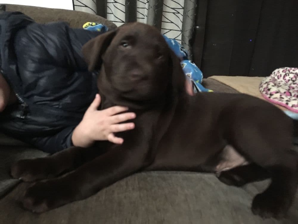 Labrador chocolate