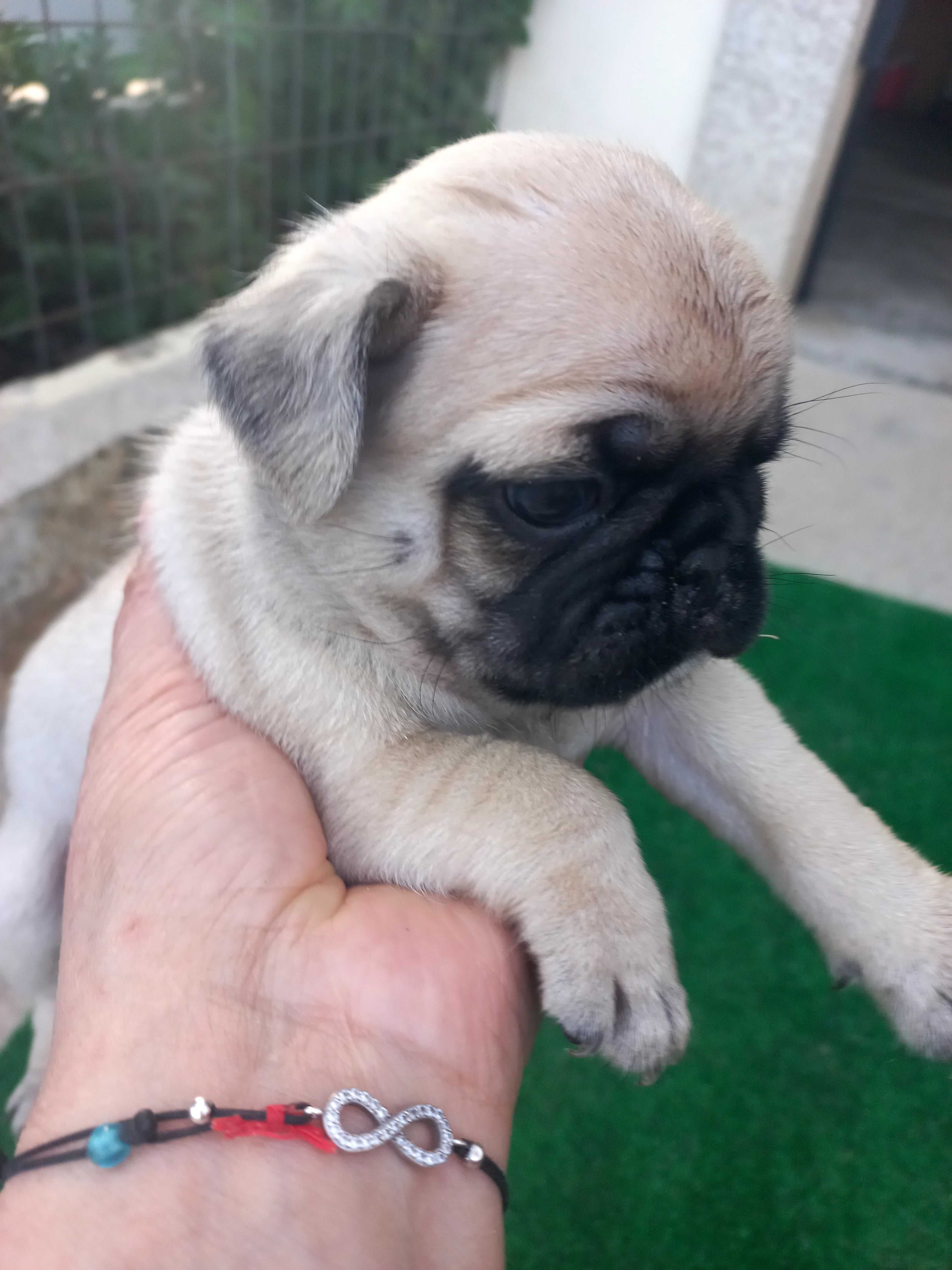 Pug carlin excelente .