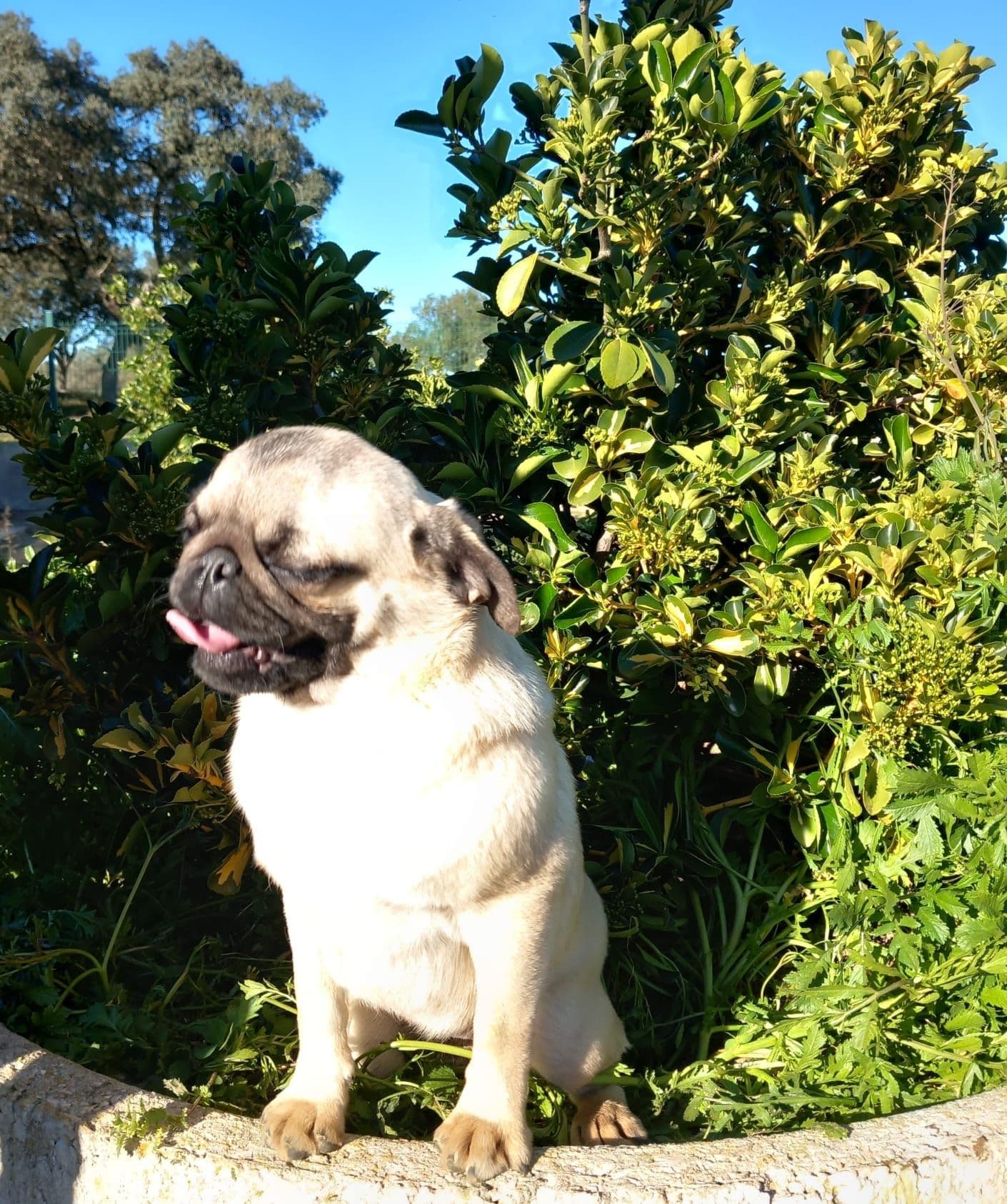 Pug carlin cachorro