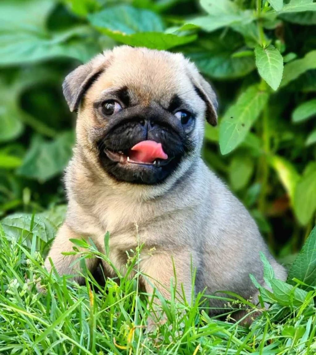 Pug Carlin Macho