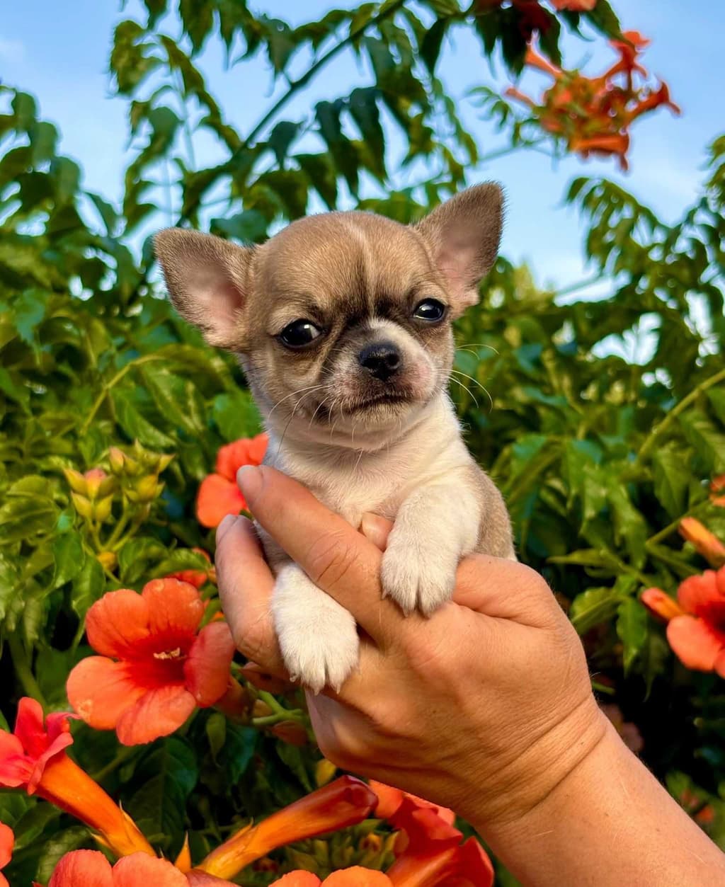 Chihuahua miniatura