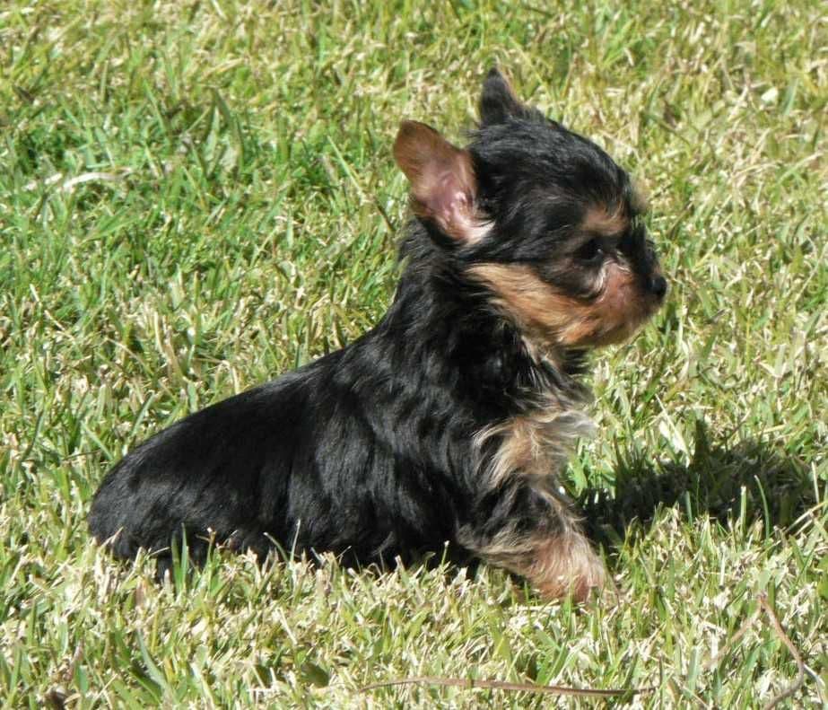 Yorkshire Terrier C/LOP, Afixo e Vacinas