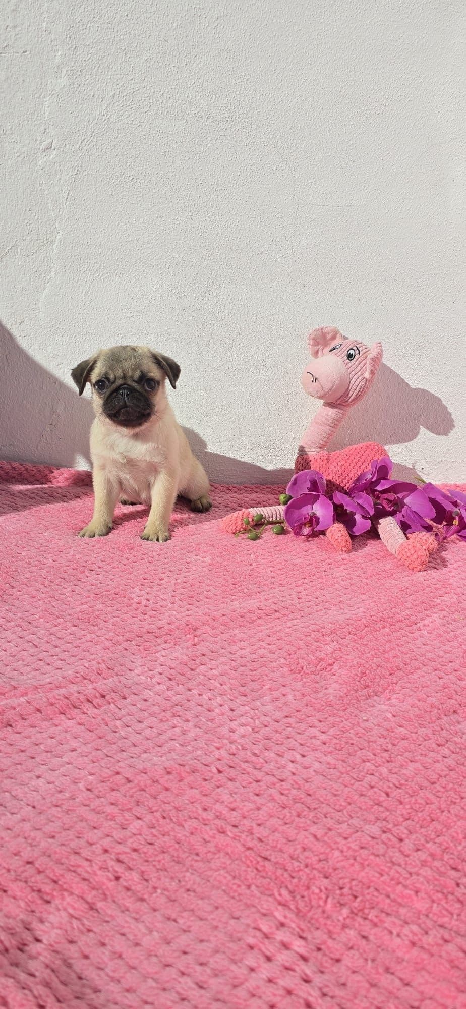 Pug carlin fofinho