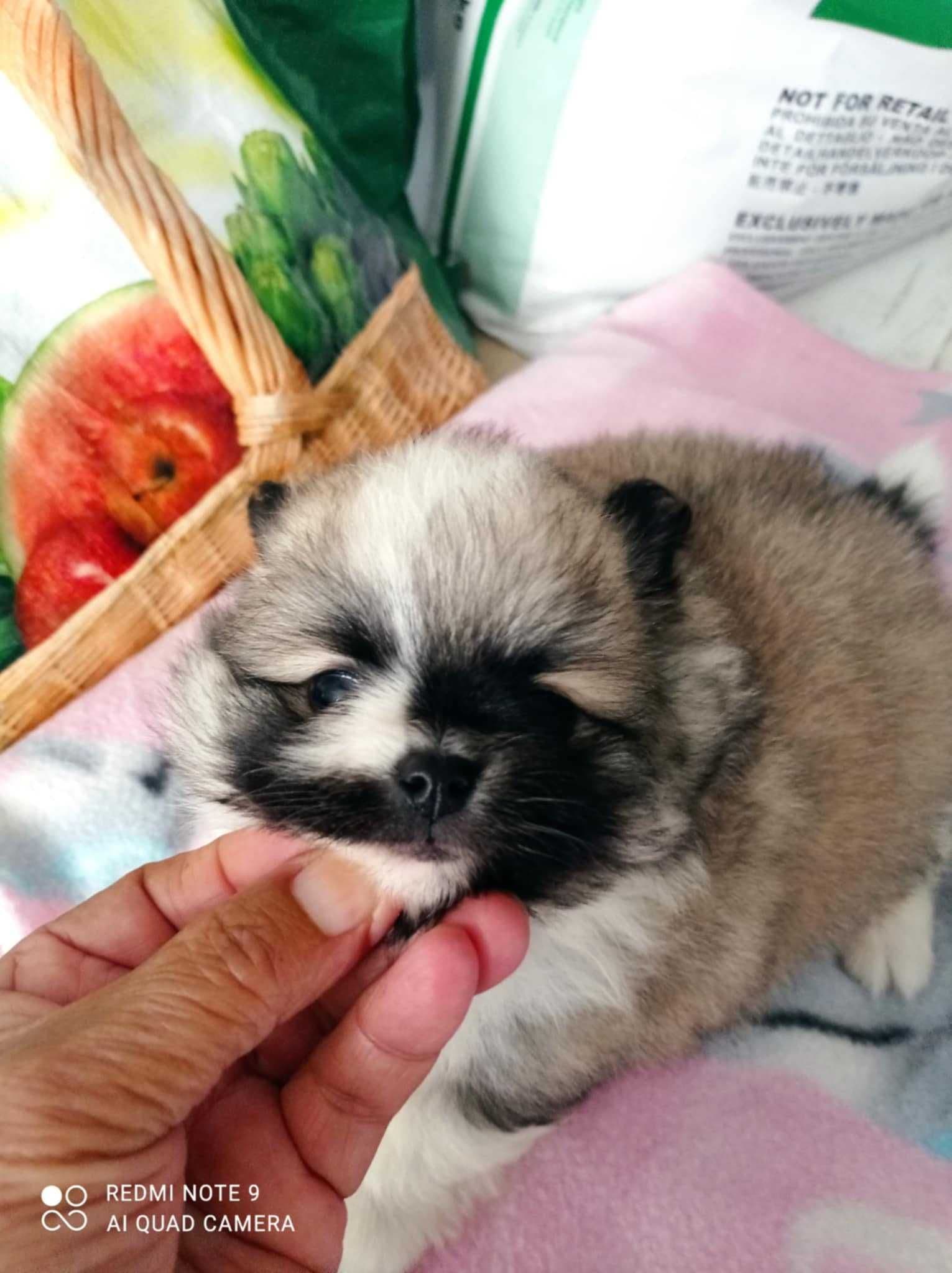 Espetacular menino Lulu da Pomerânia