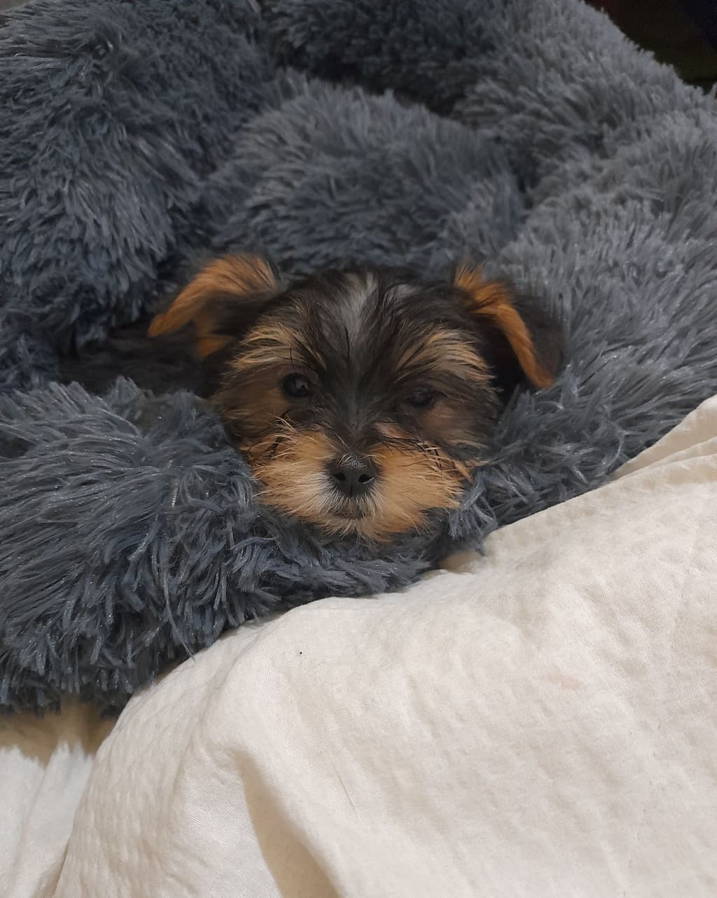 Yorkshire Terrier menina