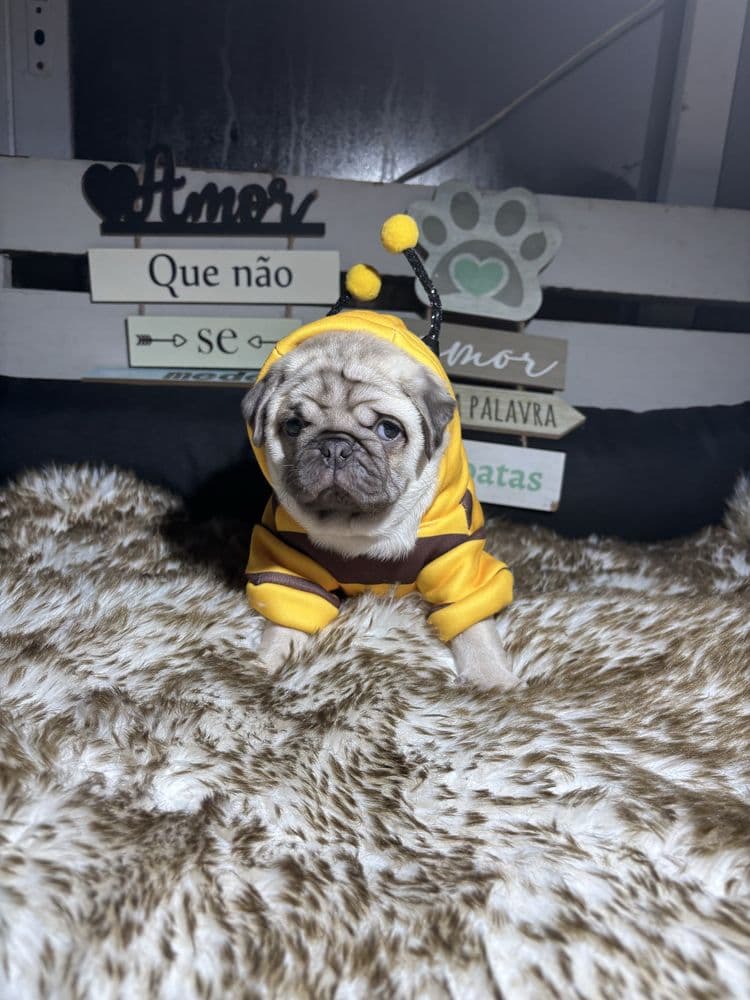 Pug Carlin Macho