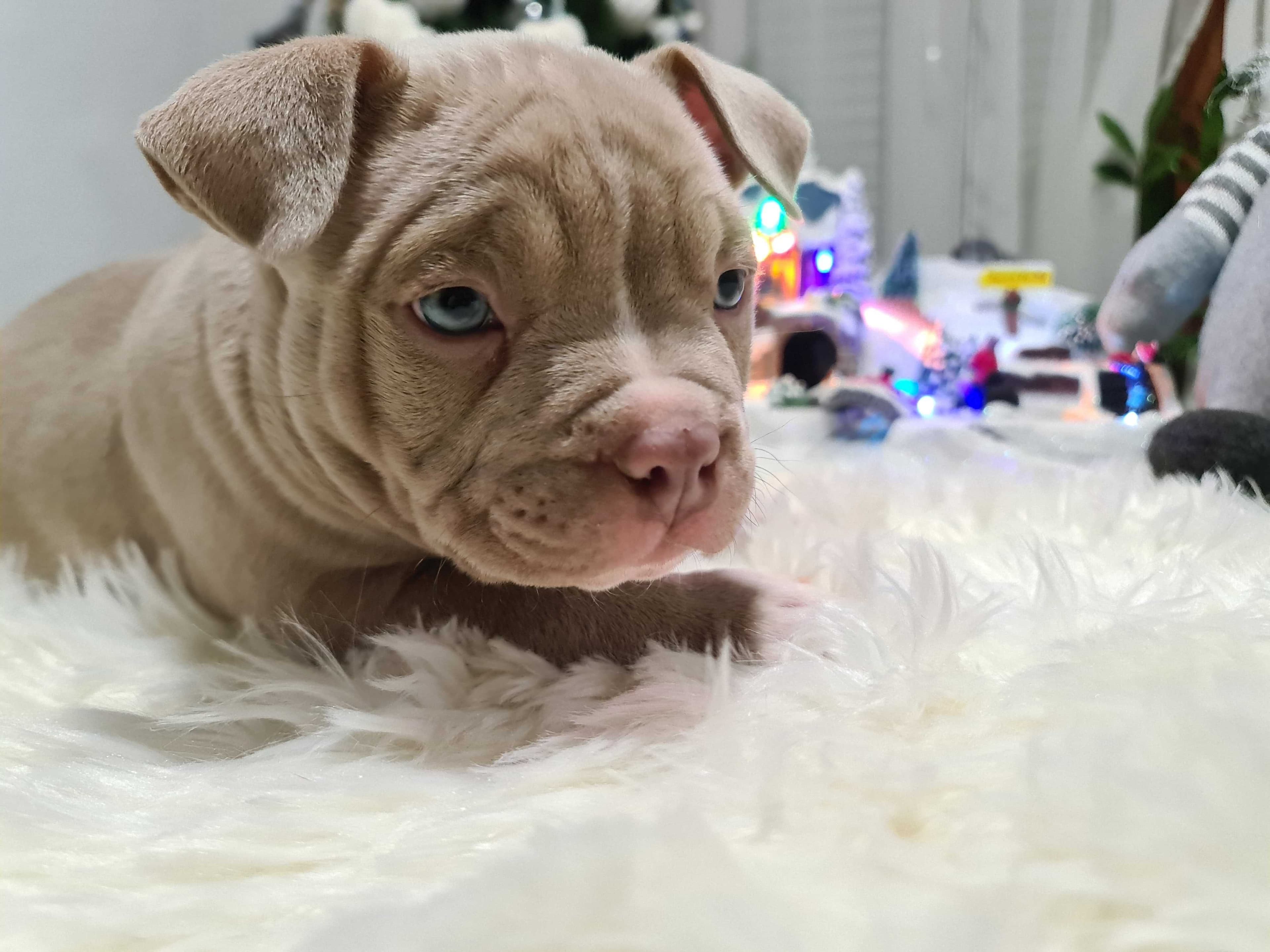 American bully pocket