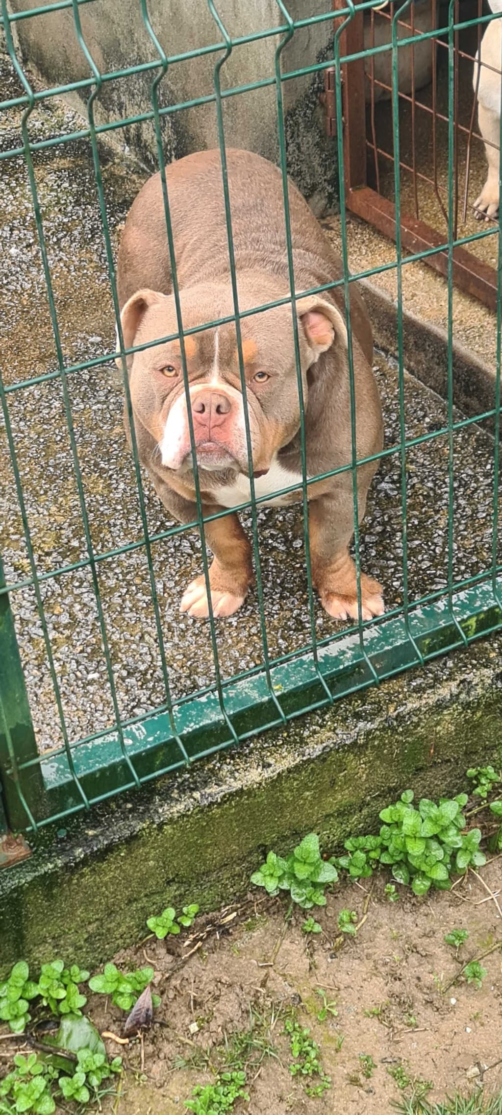 American bully femea