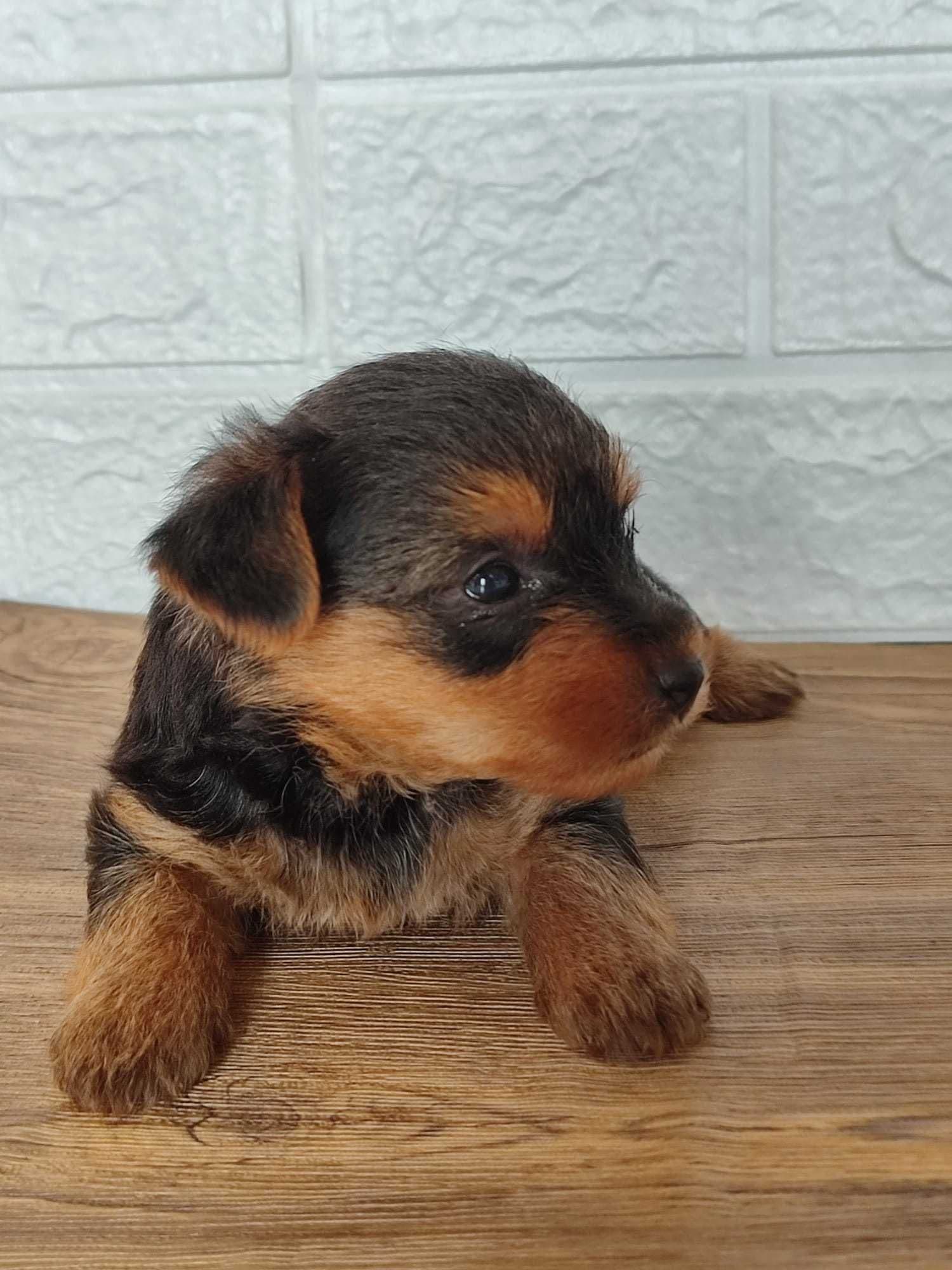 Yorkshire Terrier