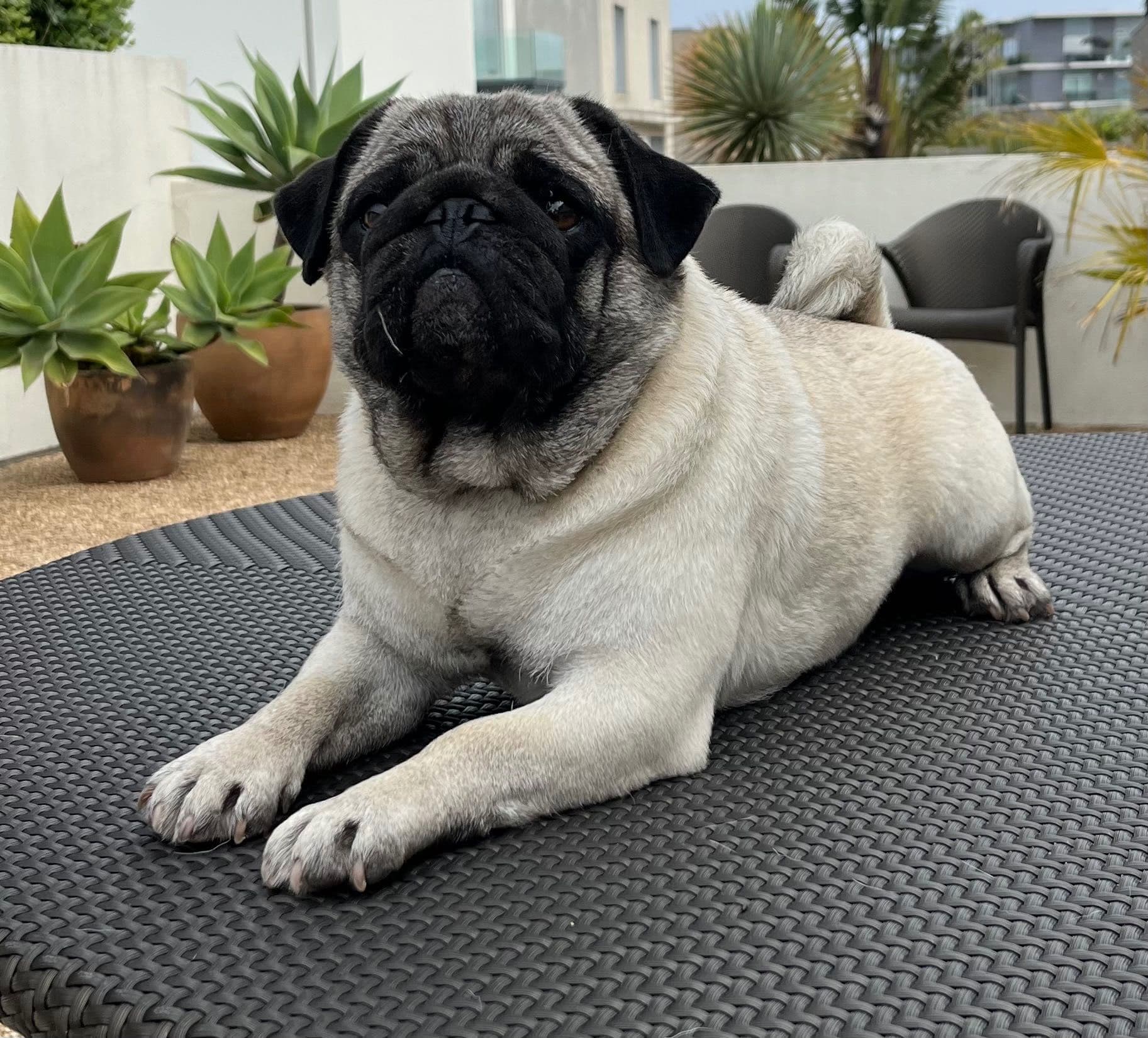 Pug Fêmea Excelente