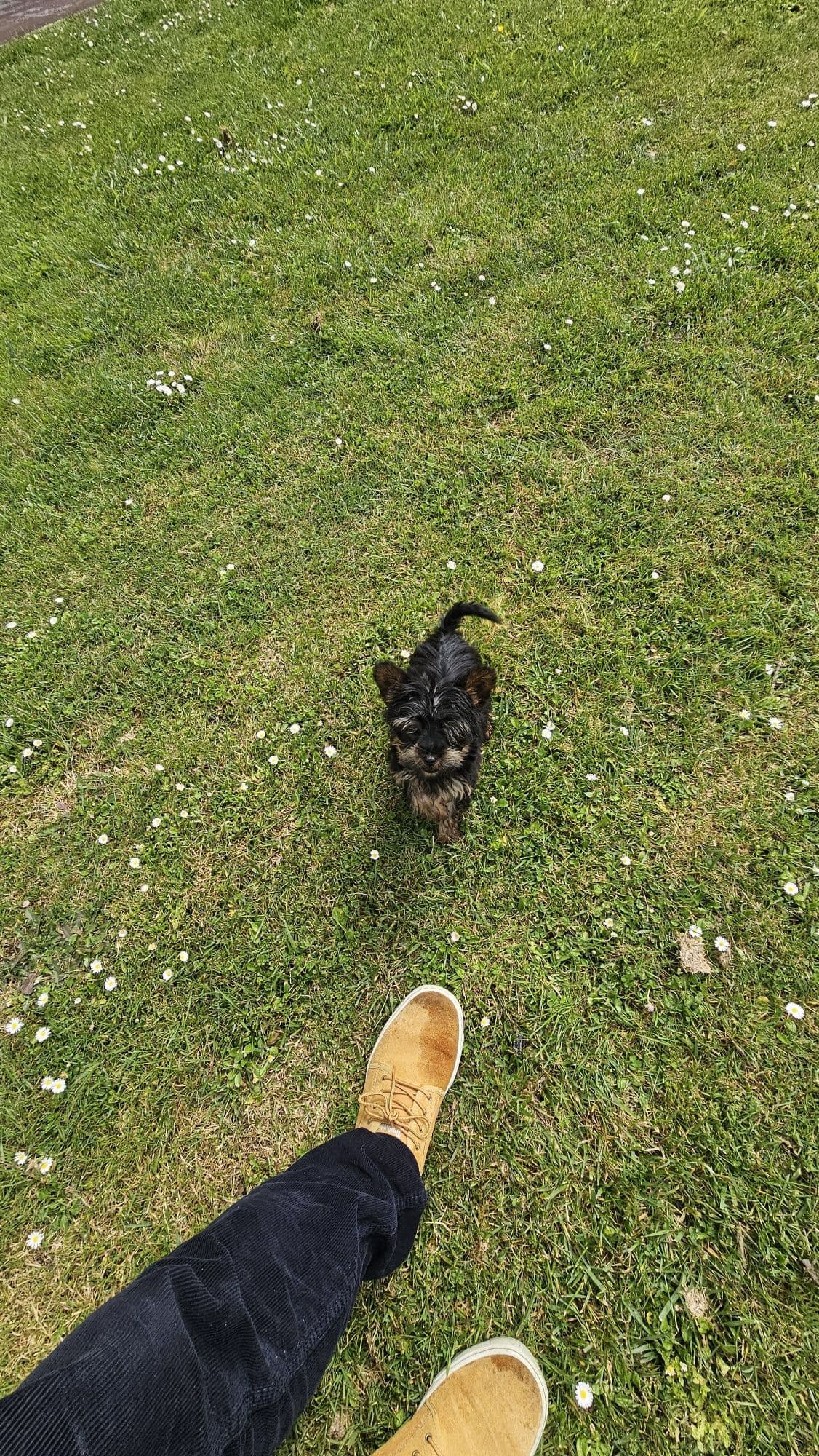 Yorkshire terrier Macho