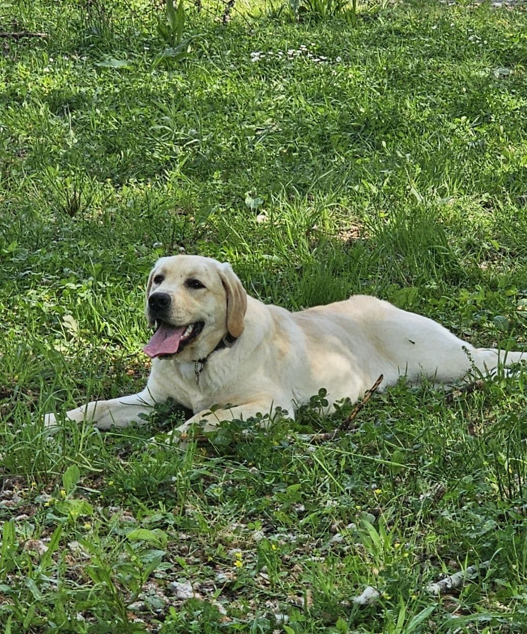 Retriever Labrador bege - Macho