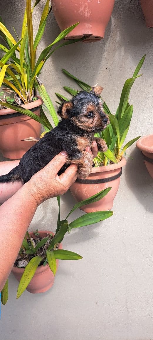 Yorkshire terrier macho