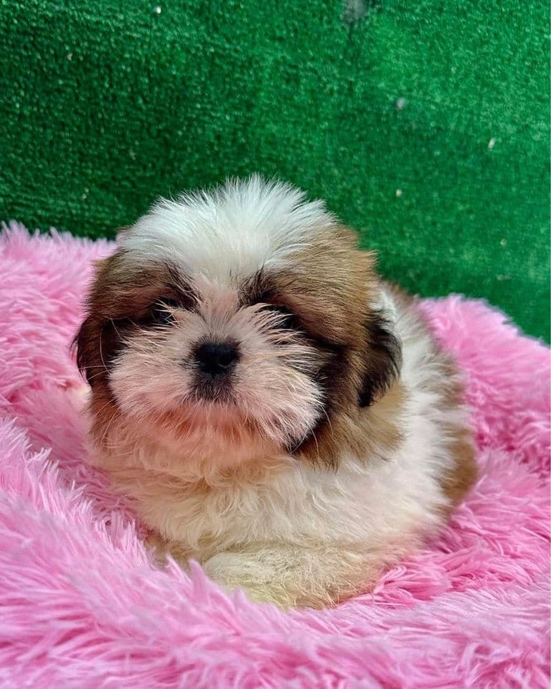 Shih-tzu miniatura