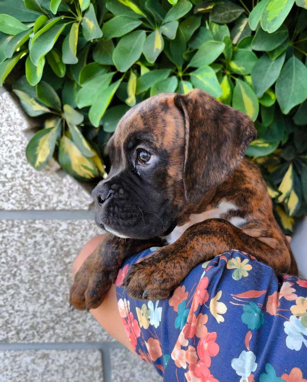 Disponível Boxer Tigrado