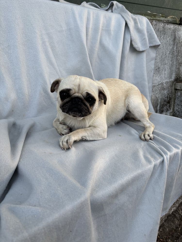 Pug carlin femea com Lop