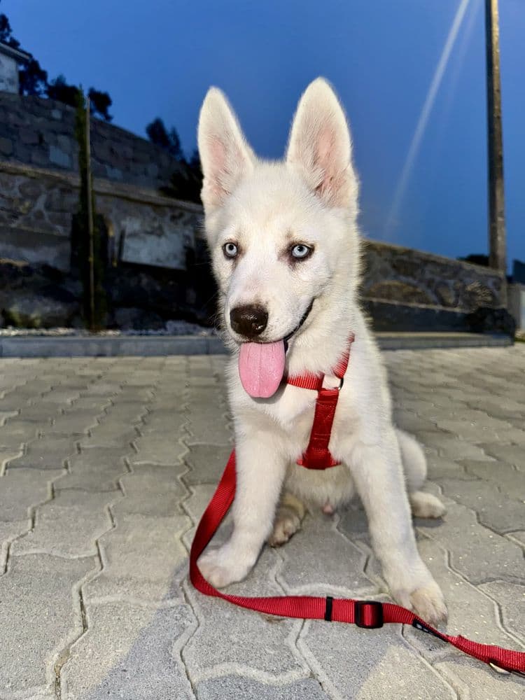 Husky siberiano c/lop
