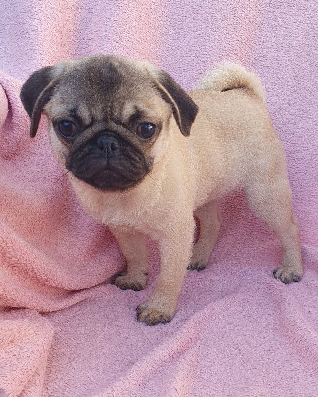 Pug lindo machinho