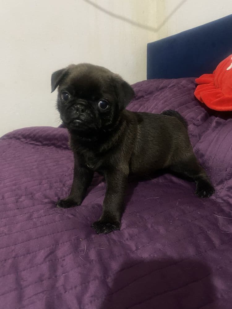 Menina “PUG” lindissima cor preta esfogueada