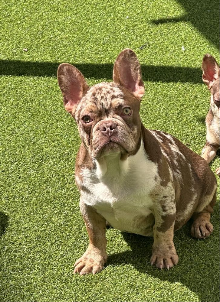 Bulldog frances rojo Merle de olhos verdes