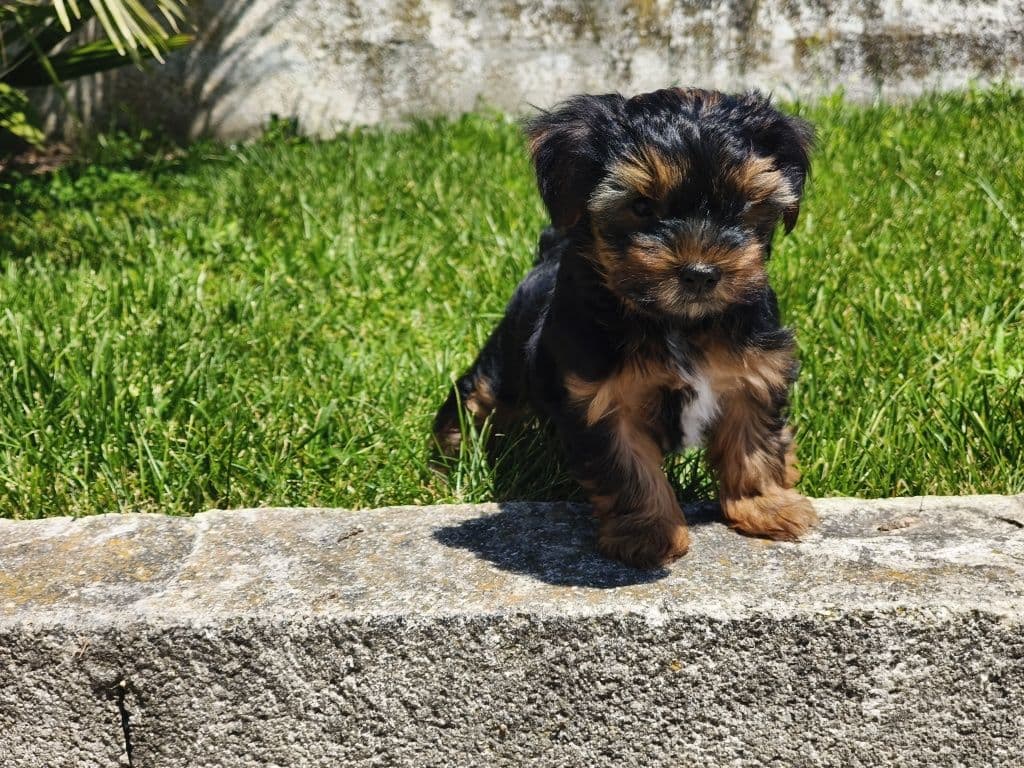 Yorkshire Terrier machinho