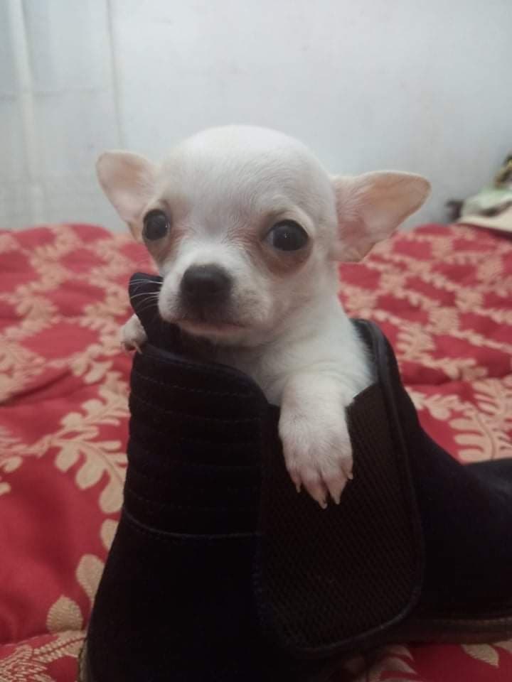 Chihuahua disponível