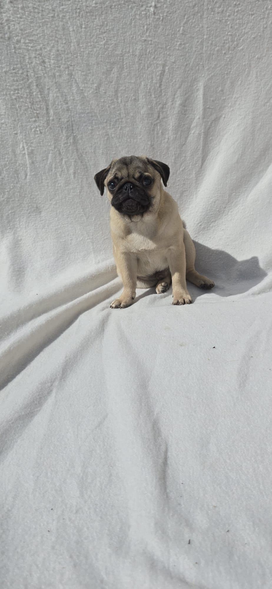 Pug Carlin Macho