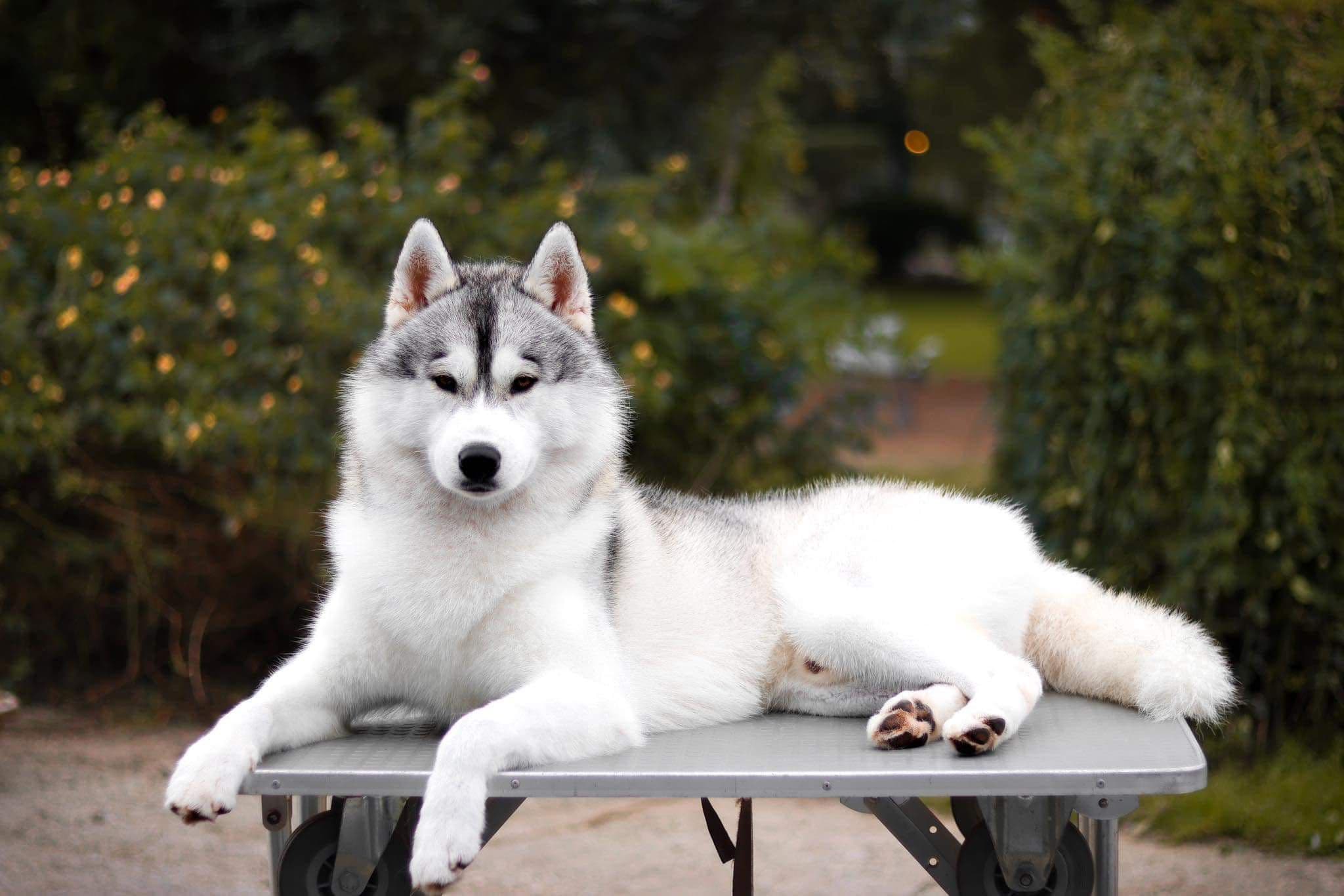 Husky Siberiano com LOP - iaspis