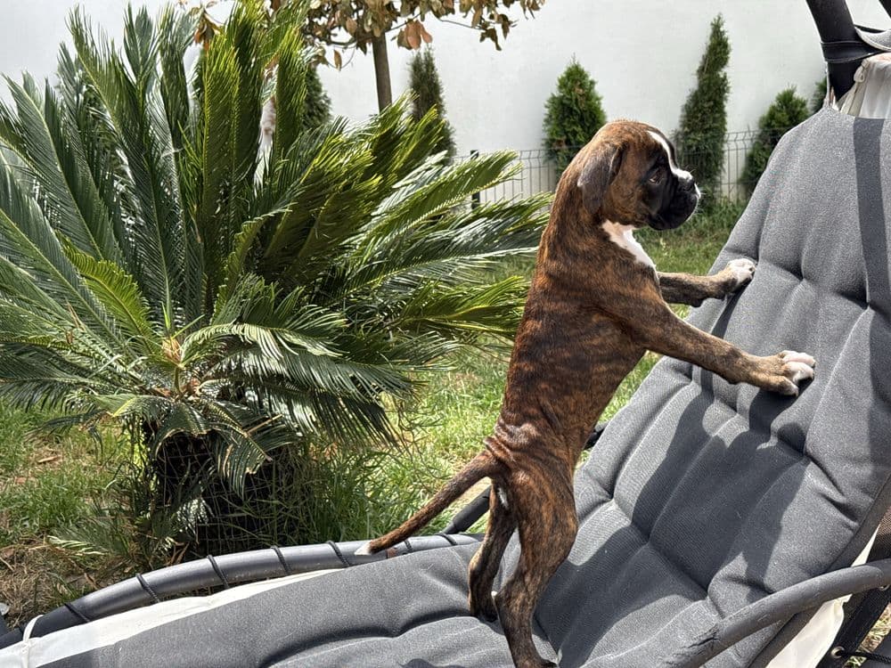 Cachorra Boxer Magnifica