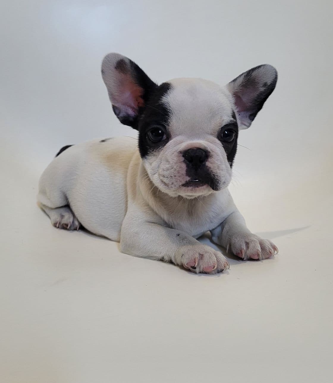 Bulldog francês femea
