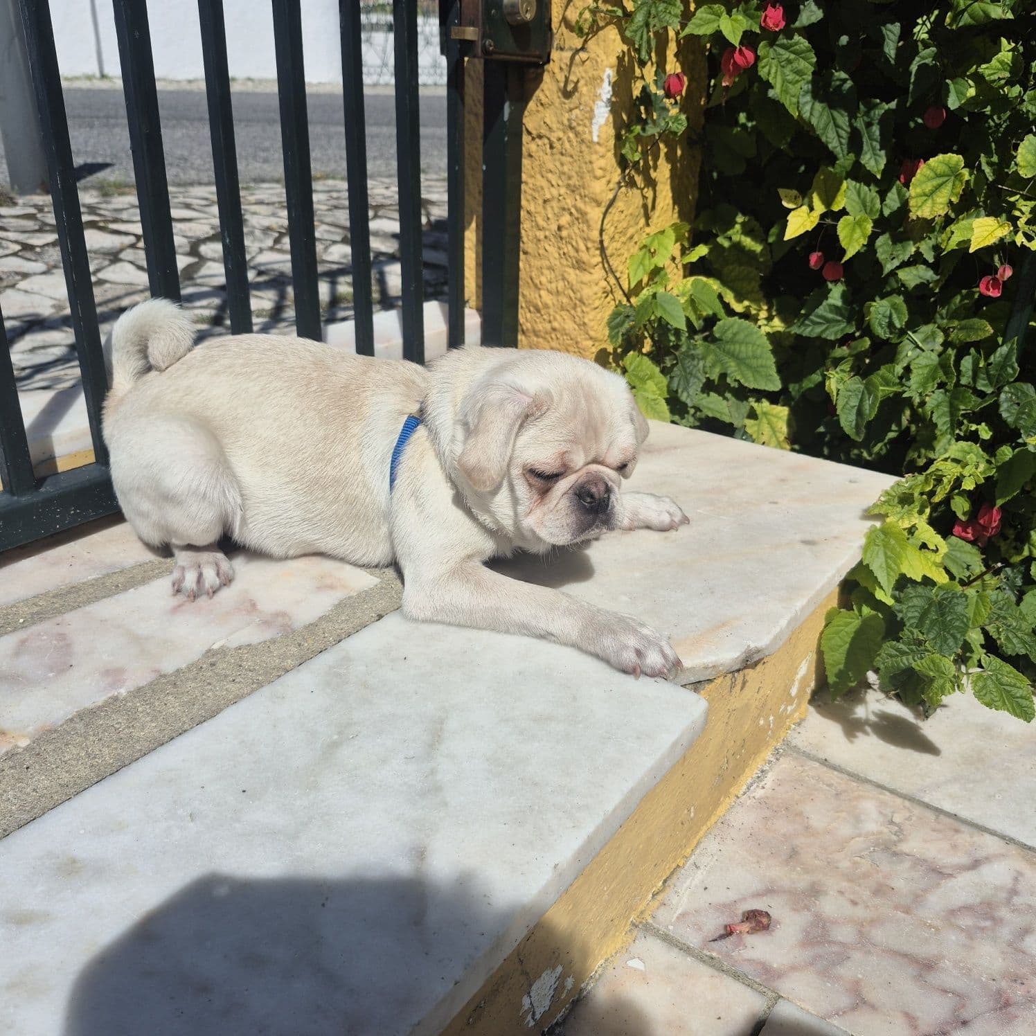 Pug  lindíssimo Criadora Registada PT 3088 FL