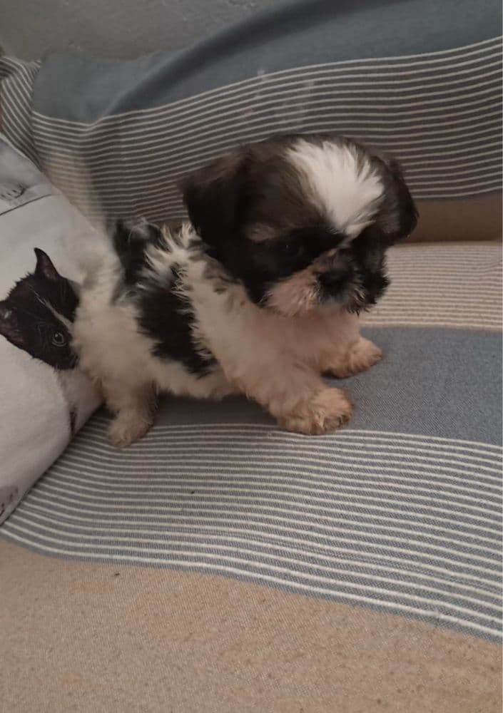 Shih-tzu macho top disponivel