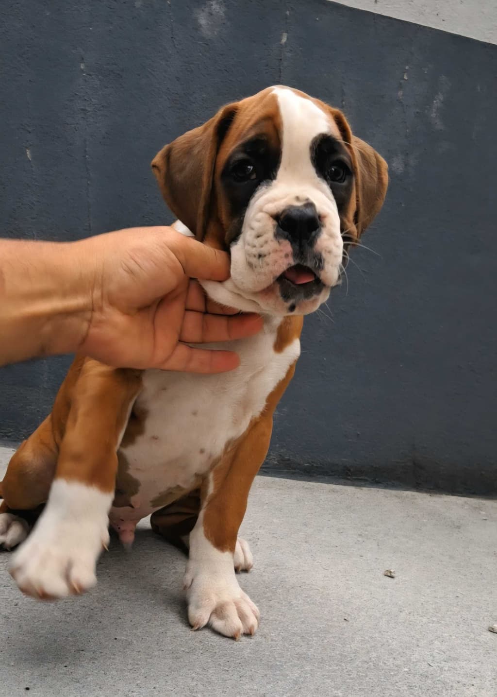 Boxer macho (afixo casa do Niko)