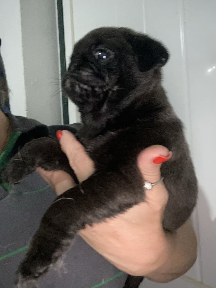 Meninno  PUG” lindissimo cor preto