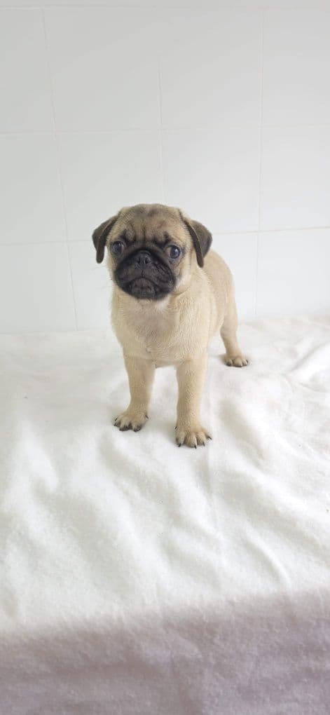 Pug Carlin Macho