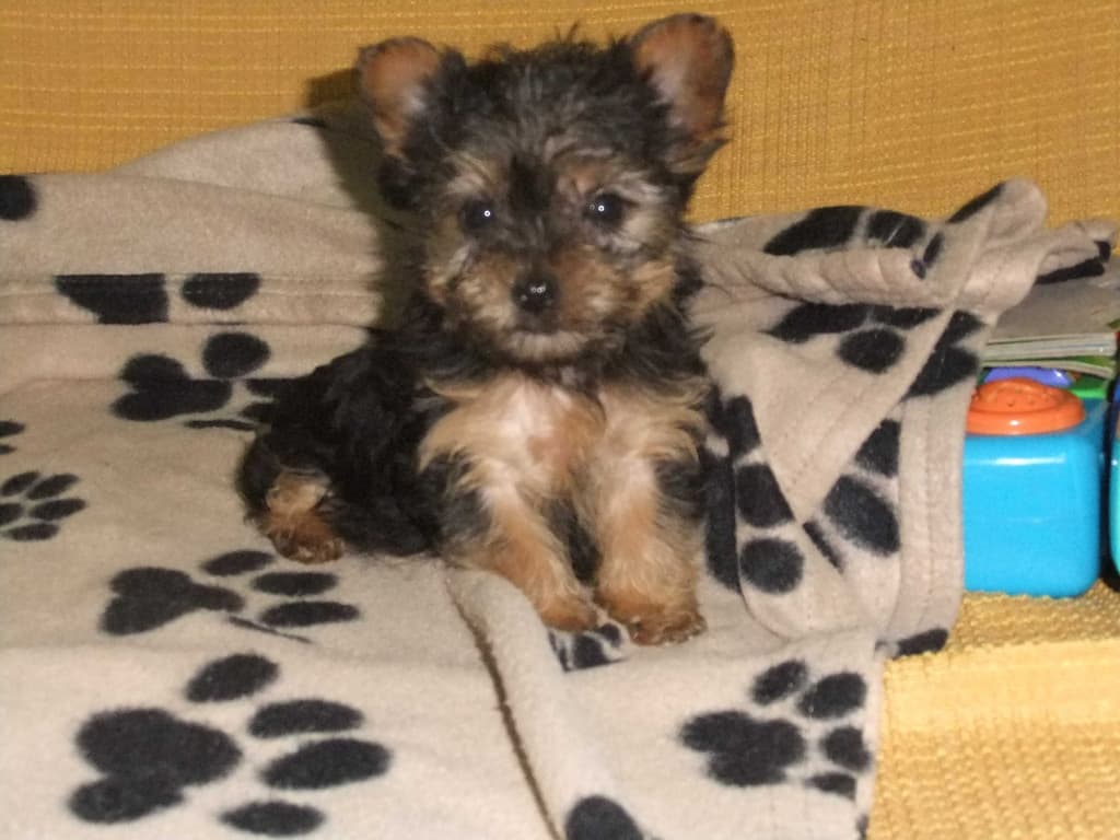 cachorro Yorkshire terrier