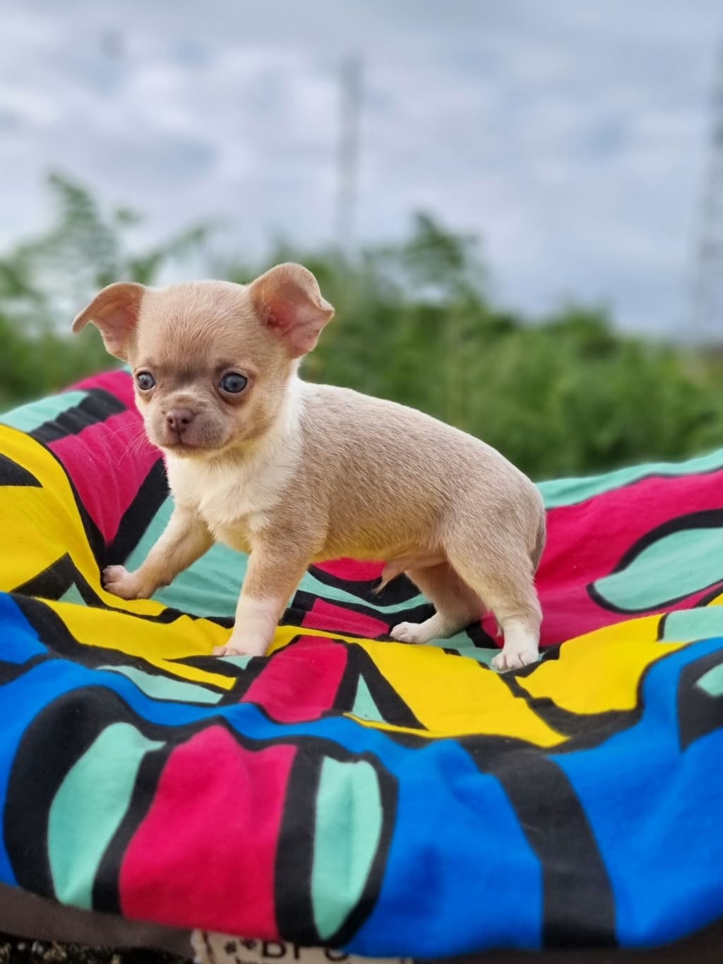 Chihuahua Macho Miniatura Pêlo Curto