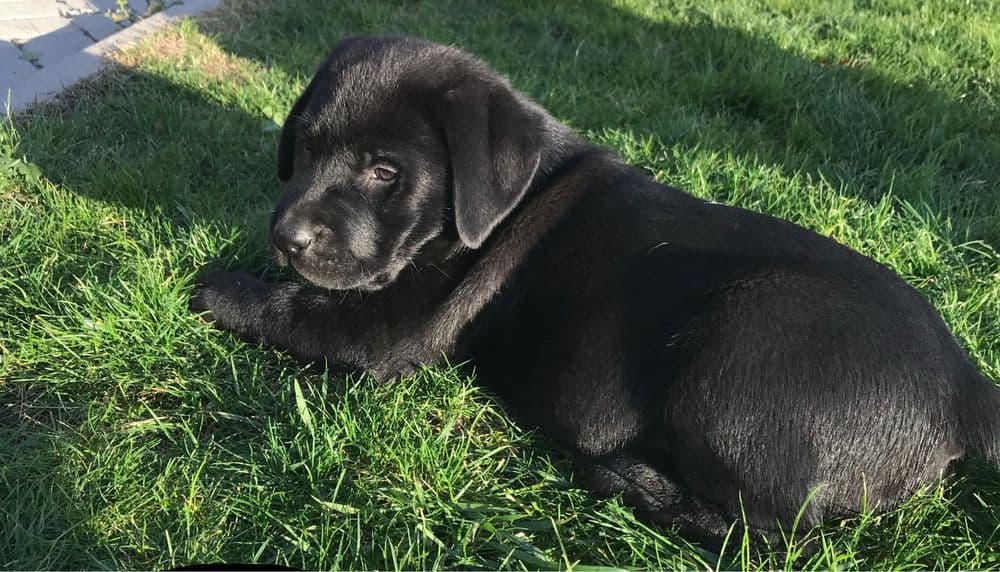 Labrador Retriever