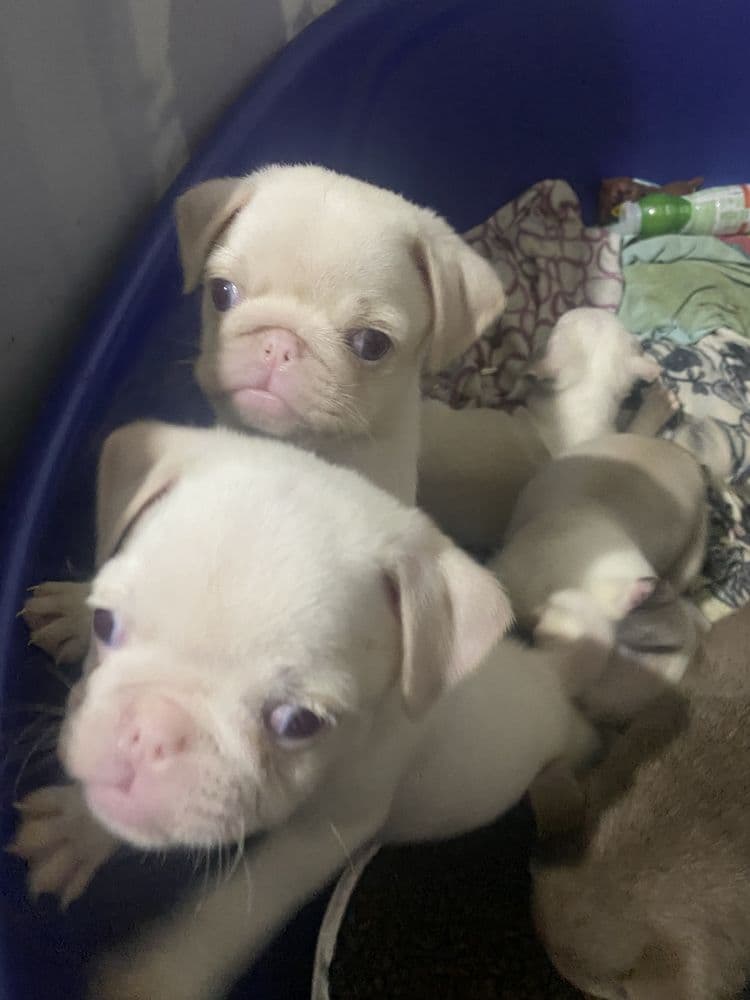 Linda menina PUG exótica
