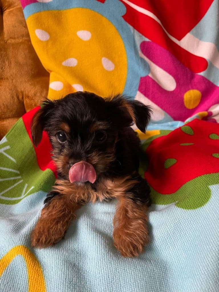 Yorkshire Terrier fêmea mini