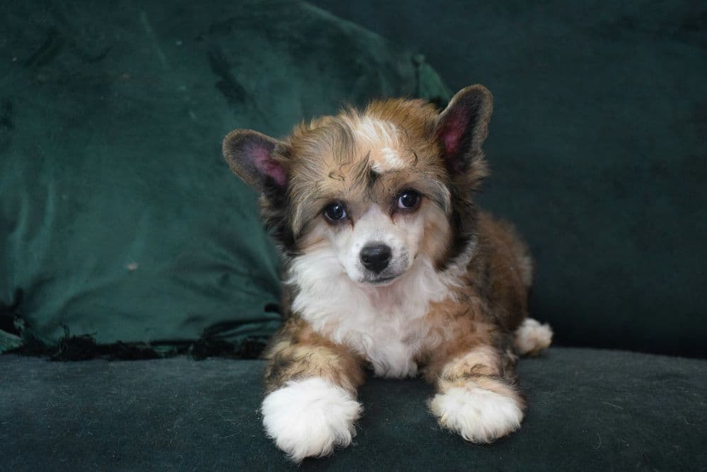 Cão de Crista Chines - Variedade Powderpuff
